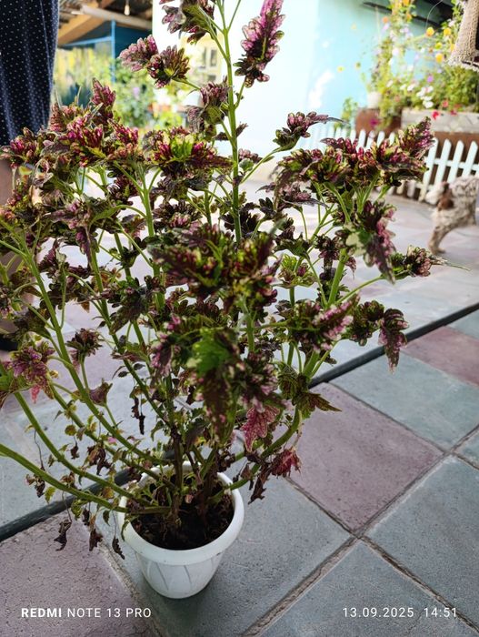 Продам комнатные цветы