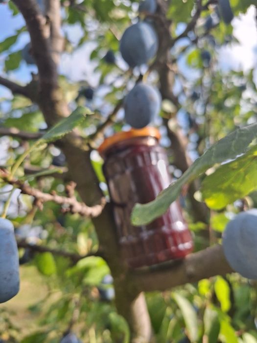 Gem prune 100% natural