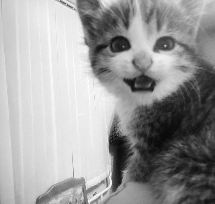 Отдам котёнка в добрые руки