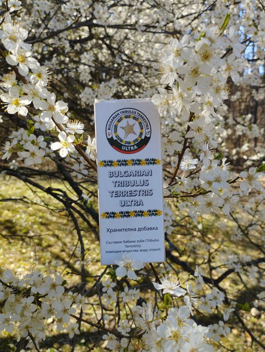 САМО СЕГА! Екстракт от Бабини зъби с ДОКАЗАНО БГ ПРОИЗХОД+ЧАЙ подарък