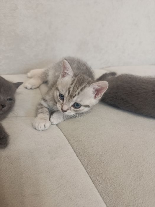 Продам котят курильского бобтейла