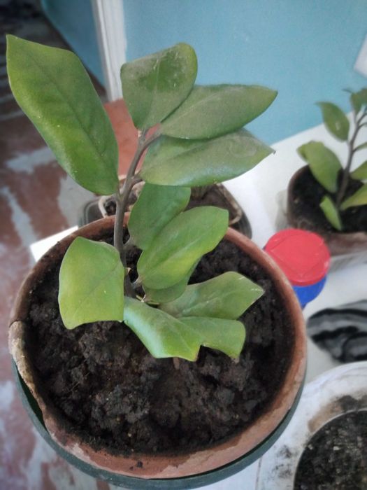 Цветы комнатные 1500 тенге