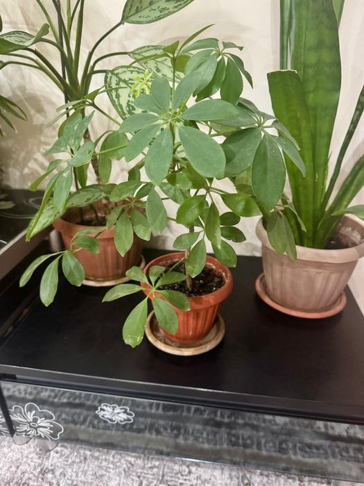 Комнатные цветы 3000, 5000 тг