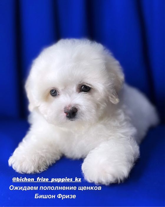 Французкая болонка