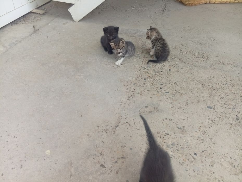 Отдам в добрые руки