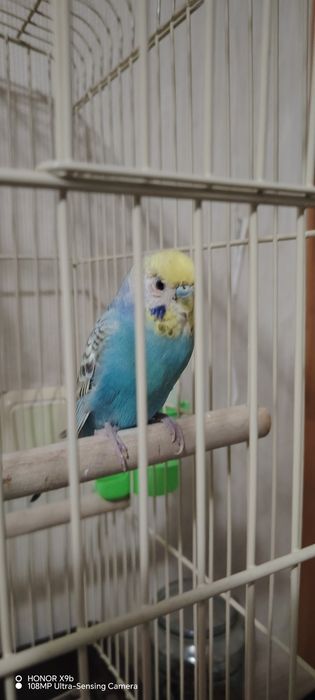 Продам попугая с клеткой