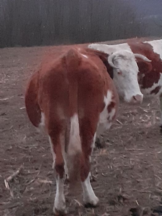 vand vaca de zece anii