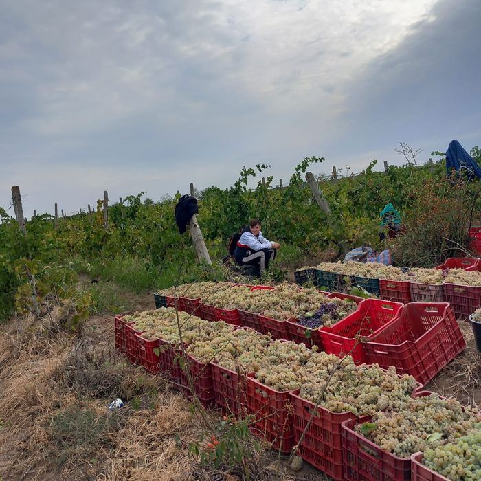 Struguri de vin soate soiurle