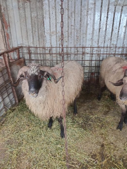 2 berbeci de vanzare