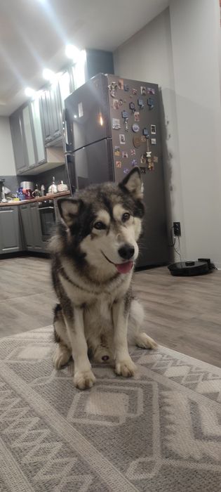 Аляскинский маламут ищет невесту