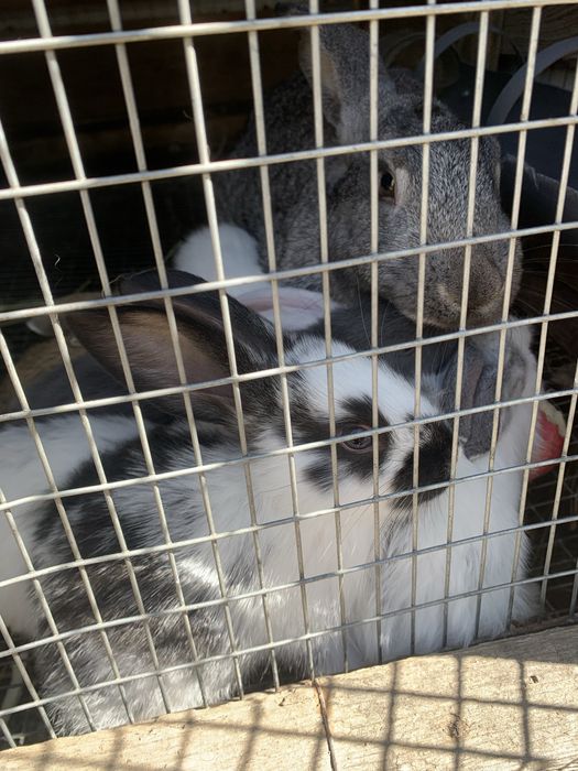 Продам кроликов 4-6 мес