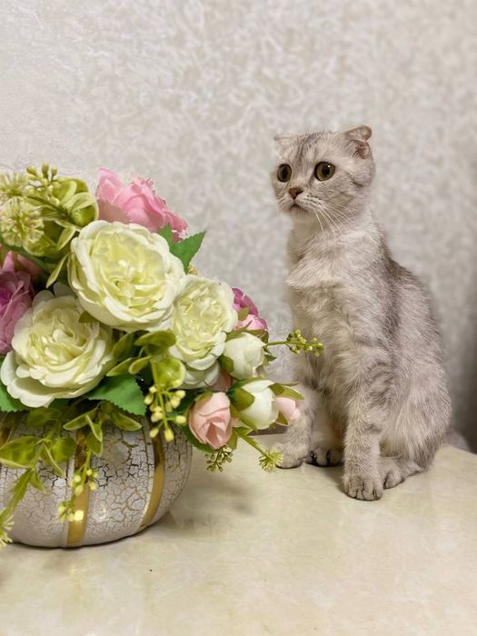 Sotiladi Mushuk Shotlanskiy fold Mushu