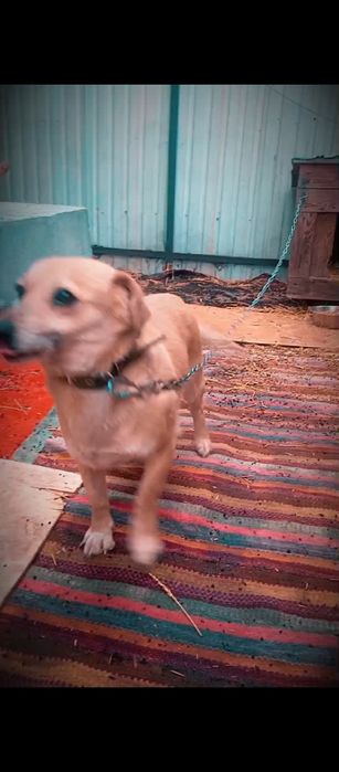 Собаки приученные к цепи