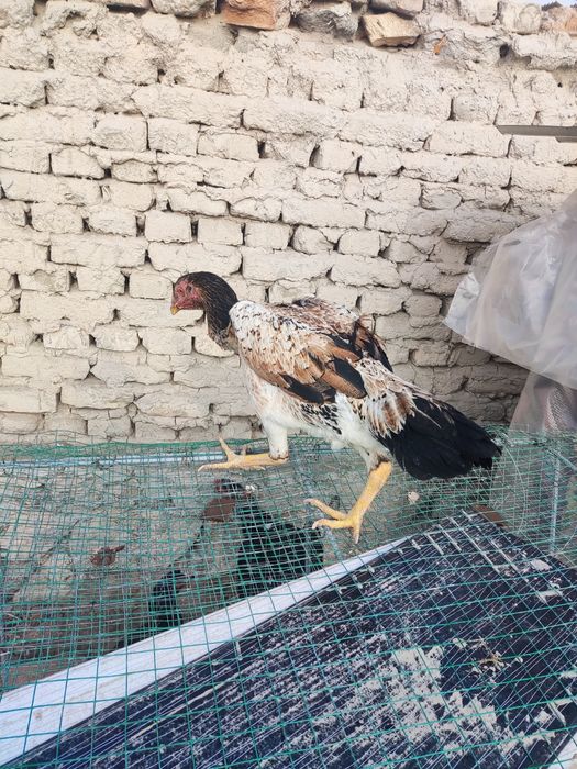 Корея микс турк. Ноябрда чиккан.