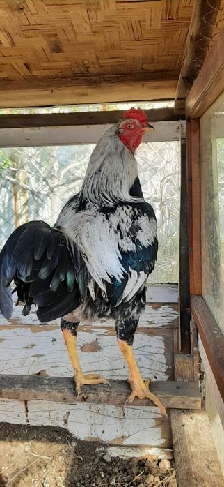 Әтеш,  қораз. Петухи