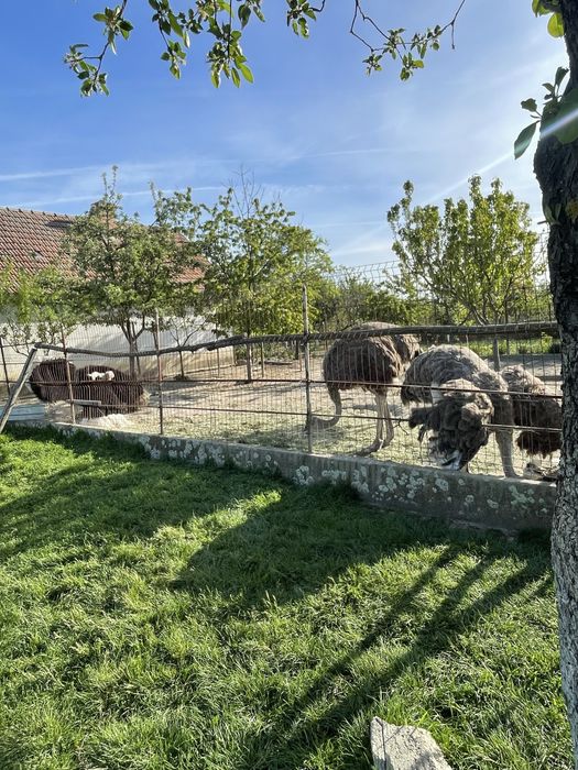 Familie de struti ouatoare