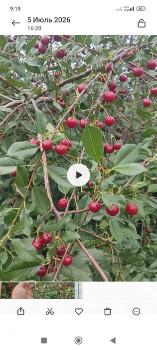 Продам вишню крупную,домашняя