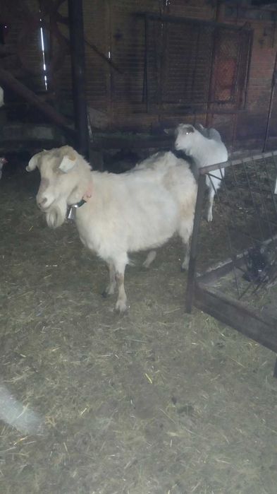 Продавам ярета и кози
