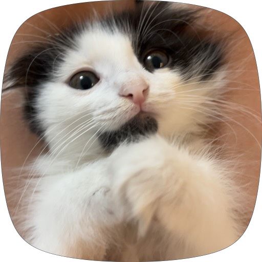 кот мальчик достафка беспл ШОТЛАНСКИЙ