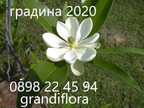Магнолия - Magnolia НАЛИЧНИ 21 ВИДА Студоустoйчиви