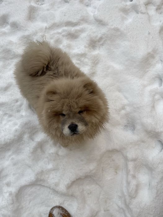 Срочно продаю Собаку Чау чау