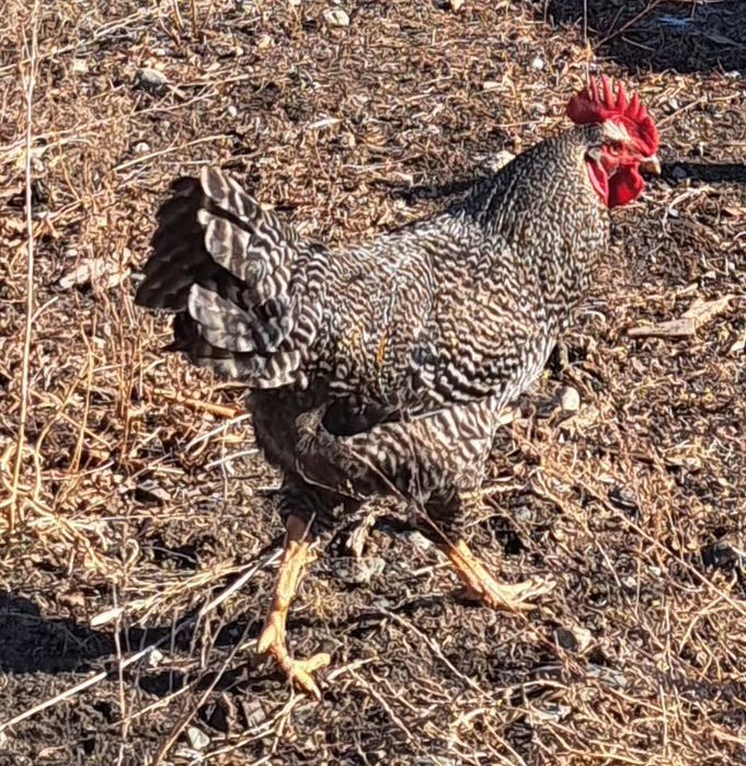 Продам петухов домашних