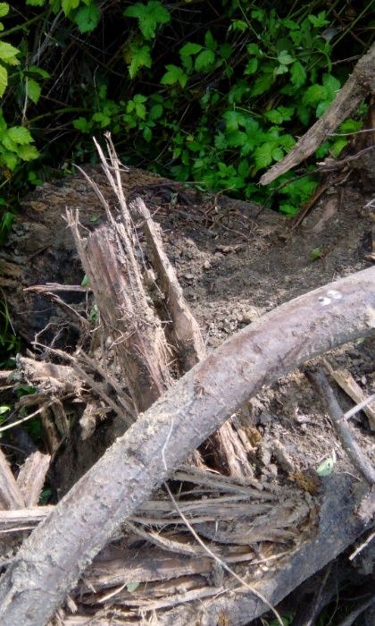 Дънер орех, в добро състояние