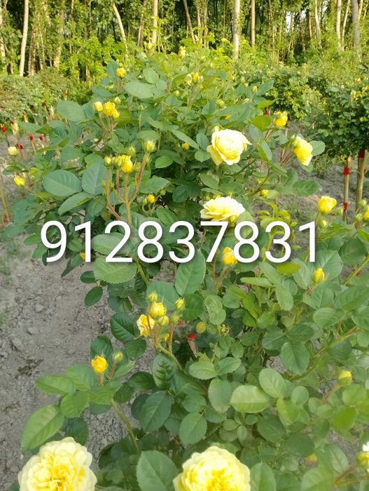 Дехкончилик гарантия качества