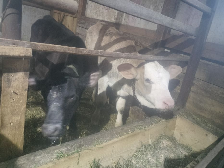 De vânzare vitele și tăurași