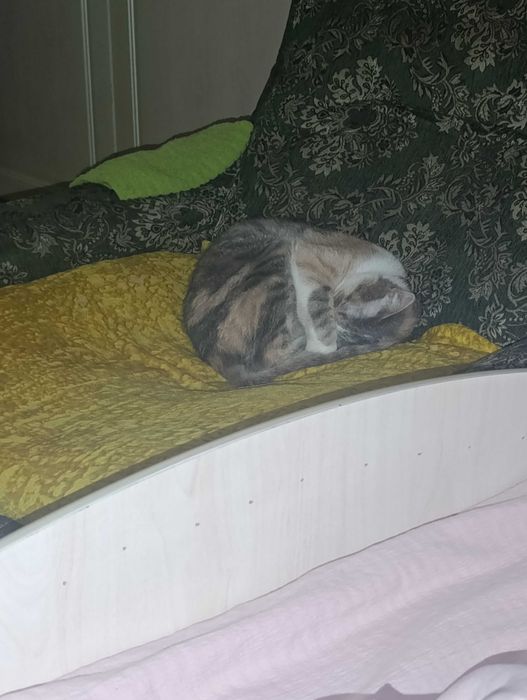 Отдам в добрые руки