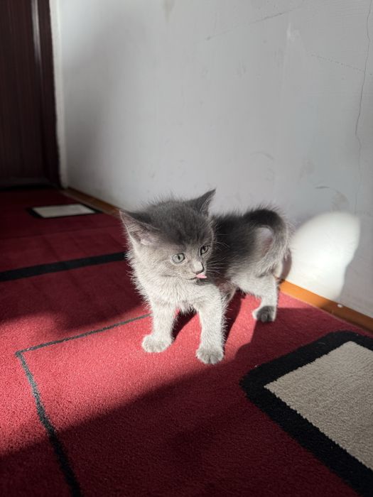 Отдам котят только в хорошие руки!