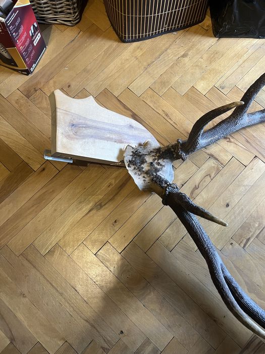 Еленски рога трофей / 85 см дължина