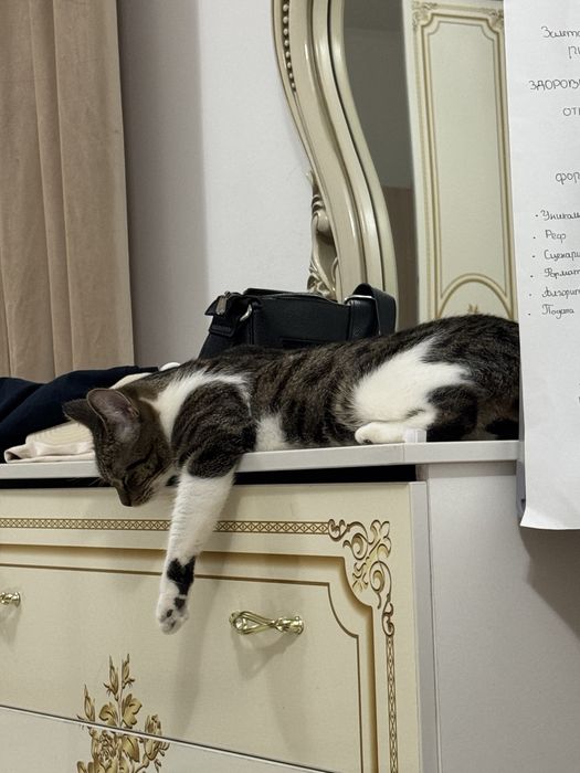 Котик,отдам очень ласкового