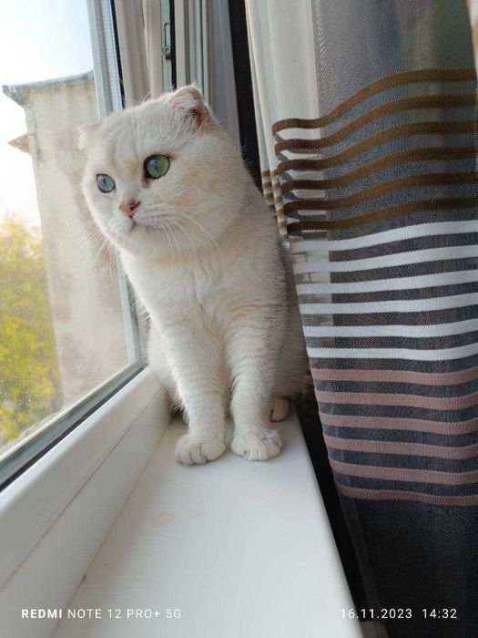 Вязка коты Шиншиллы