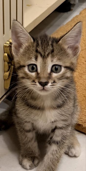 Котята симпатяжки серенькие,