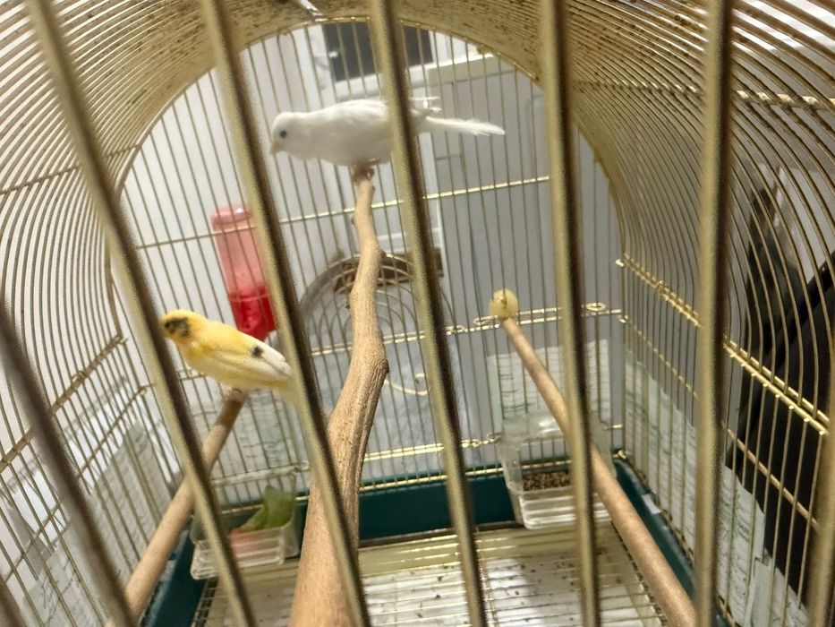Канарейки птицы птица птицы