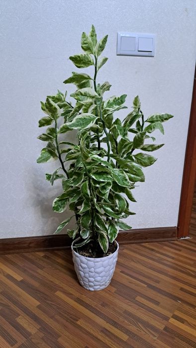 Цветы  разные ухоженные