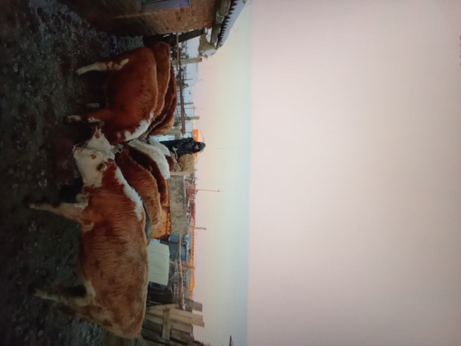 15.        Бұқа.      Сатам