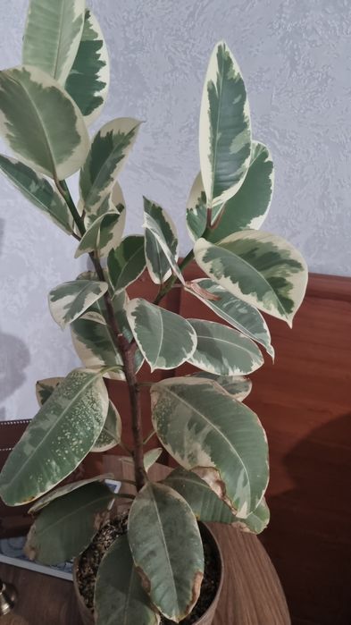 Комнатные цветы без удабрений