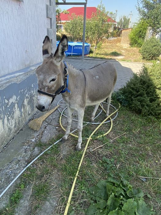 Ұрғашы есек сатлады