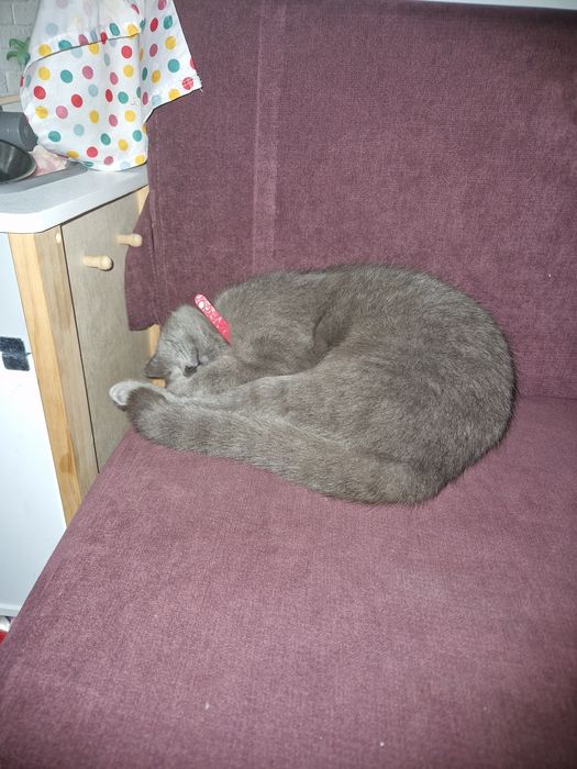 Pisica pui Brittish shorthair gri deschis - 7 luni