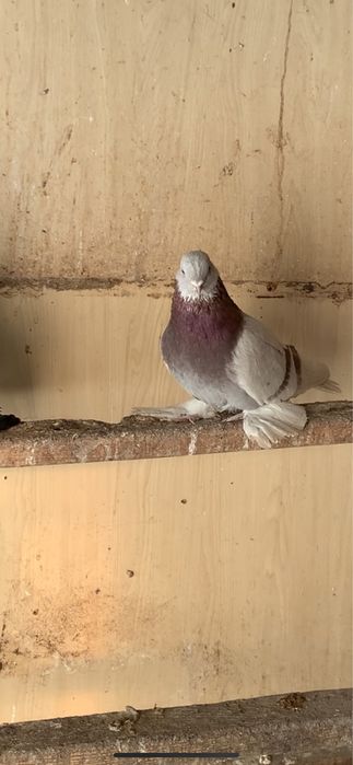 Голуби все в гоне