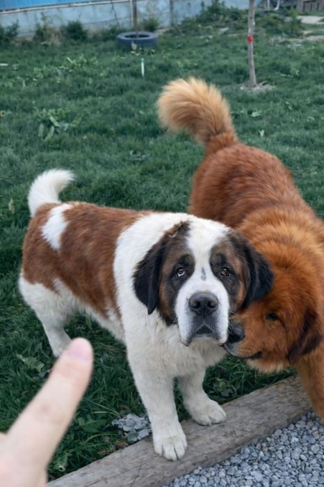 ЩЕНКИ Сербернар Осталась Девочка