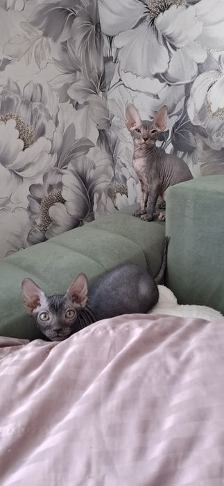 Котята донского сфинкса