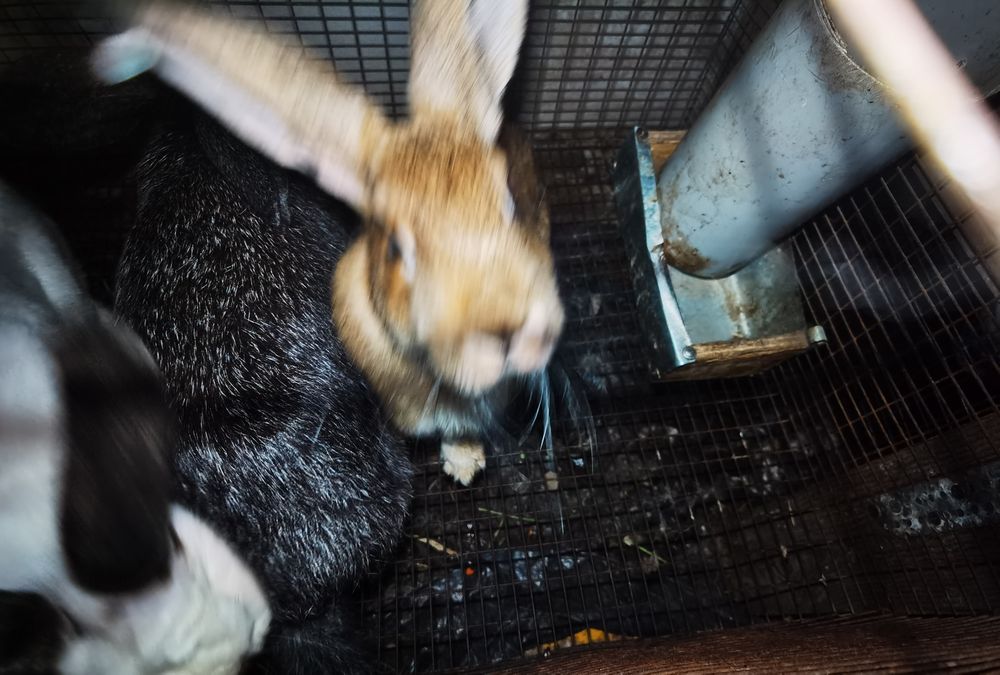 Продам кроликов,великаны, бабочки