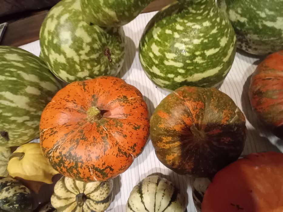 Декоративни тикви