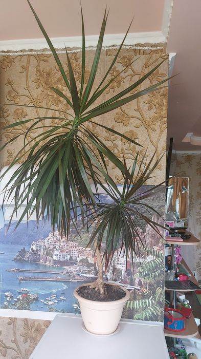 Продам домашние растения.