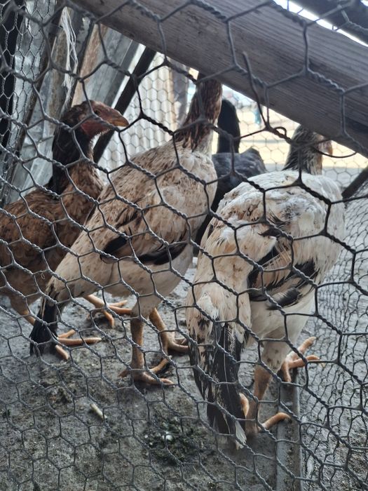 Продаётся даканки