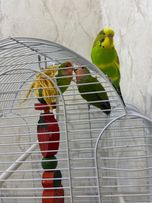 Продам неразлучников