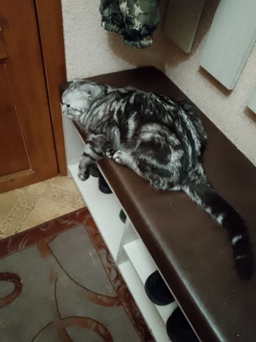 Ищем невесту котику